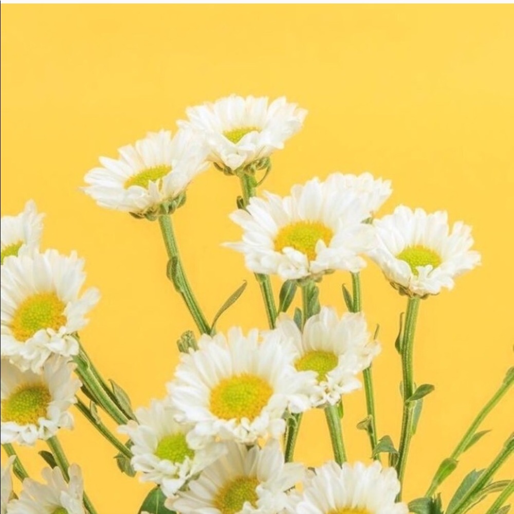 Beautiful daisy